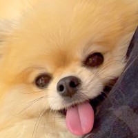 抱っこされている犬→おててを見てみると…あまりにもあざとい『まさかの行動』に６万いいね集まる「私もされたい」「めっちゃ可愛いｗ」と絶賛