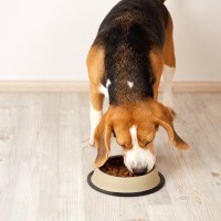 犬に絶対NGな『ごはんの食べ方』５選　今すぐ改善させるべき行動や負担をかけない与え方まで