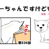 ちーちゃんですけどもっ【第326話】「買い物しづらいウェスティ」
