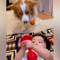 おもちゃで遊ぶ赤ちゃん→犬が『ソックリなおもちゃ』をくわえてきて…あまりにも尊い『まさかの行動』が13万再生「優しすぎる」「お利口さん」