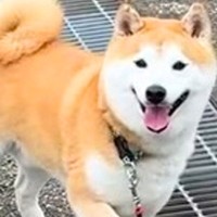 朝の散歩で『帰宅拒否』を繰り返す犬→可愛い顔で…絶望してしまう『2時間後の光景』が44万再生「笑顔がｗｗ」「足かけるよね」共感の声も