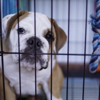 『犬用ケージ』の上手な使い方3つ　愛犬にとっての必要性から注意すべきポイントまで