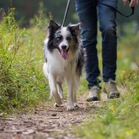 犬の『欲求不満』を解消させる方法3つ　放置すると危険な理由から日常ケアのコツまで