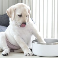 生後2ヶ月の子犬の前に『水飲みボウル』を置いてみた結果…『赤ちゃん過ぎる仕草』に1万いいね「たまらん…」「可愛すぎて寿命延びた」と悶絶