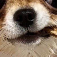 生後8ヶ月のチワワを『お風呂に入れた』結果→思った以上だった『悪役顔』に2万いいね「ハードボイルドで笑った」「デスチワワｗｗ」と爆笑