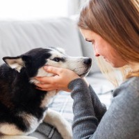 犬の目を『見つめ続けてはいけない』理由3つ　視線が持つ意味から注意すべきことまで