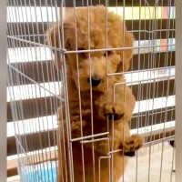 『こんなに可愛い赤ちゃん犬が…』8ヶ月後→信じられない『衝撃のビフォーアフター』が16万再生「犬型の人で草」「力が欲しいかって言いそう」