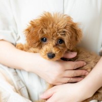 小型犬の飼い主が共感する『あるある』4選　愛犬がやりがちな行動や飼い方の注意点とは？