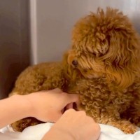飼育放棄されたボサボサの犬→『初めてのトリミング』をしようとしたら怯えてしまい…『涙溢れる展開』に反響「もう大丈夫」「本当に頑張った」