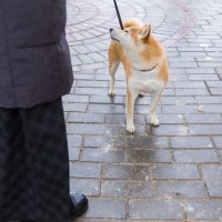 犬が『散歩中に歩かない』ときの原因4つ　歩きたがらない愛犬の心理や効果的な対処法まで