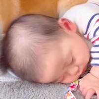 赤ちゃんが寝ていると、犬が隣に寄り添って…母性にあふれた『愛おしい行動』が26万再生「涙出そう…」「なんだか胸キュン」「ほっこりした」