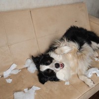 犬がやりがちな『お茶目な行動』3つ　仕草からわかる心理やトラブル予防策まで解説