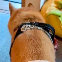 娘用に買ったパンツが小さかったので『16歳の老犬に履かせた』結果…想像以上の『フィット感』が97万再生「可愛いｗｗ」「たまらん」と絶賛