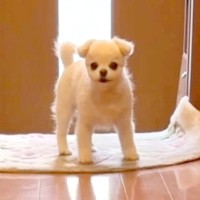 『いないよ…？』おじいちゃんが亡くなってしまったら、犬が…涙が止まらない『一生懸命に探す光景』が207万再生「胸がぎゅーっとなる」と反響