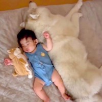 赤ちゃんが『産まれた時から大型犬と育った』結果→眠っている時に…ずっと見ていたくなる『尊い様子』が159万再生「最強の癒し」「羨ましい」