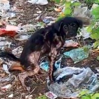 車道の脇で『ゴミにまみれたボロボロの子犬』を発見→急いで保護した結果、数ヶ月後…涙溢れる『嘘のような光景』が62万再生「なんて素敵なの」