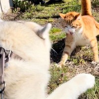 散歩で出会った『野良猫』が大好きな大型犬→拒否されても諦めずに…種族の壁を超えた『素敵すぎる光景』が122万再生「泣ける」「なんて平和」