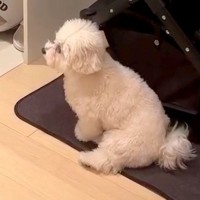 お兄ちゃんが出かけてしまい、初めて離れ離れになった犬→玄関に居座って…健気で泣ける『一生懸命な光景』が34万再生「可愛すぎ」「たまらん」