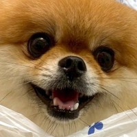 犬の散歩中に雨が降ってしまったので、慌てて『レジ袋』を…まさかの対策と想定外の反応に2万いいね集まる「エンジョイーヌ」「満足そうｗ」