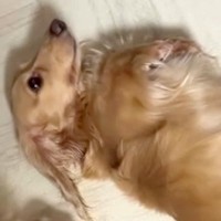 『とりあえずひっくり返っておこう…』スリッパを破壊した犬→お父さんに叱られた結果…まさかの対応が13万再生「切り替えがｗｗ」「可愛いｗ」