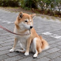 犬が突然『ピタッと止まる』ときの心理4つ　考えられる理由や困ったときの対応策まで