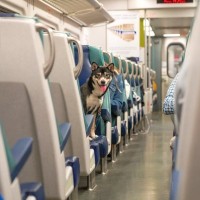 犬と一緒に『電車やタクシー』に乗るときのNG行動4つ　トラブルを避けるコツや守るべきマナーを解説