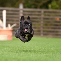 『有名アニメ』に登場する犬種5選　特徴や性格、国内での飼育頭数までご紹介