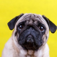 犬が『悲しい表情』で見つめてくるときの心理3つ　愛犬が伝えたい気持ちから適切な寄り添い方まで