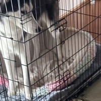 『泥棒が入ったかと思った』留守番していた2頭のハスキー犬→家に帰ると…衝撃の光景と『まさかの反応』が19万表示「お見事」「すごい破壊神」