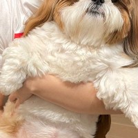 動物病院で『獣医が勘違いするほど大きな小型犬』→間違いも頷ける『まさかの光景』に2万いいね「可愛いの面積が広いんだよねｗ」「物凄い貫禄」