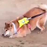 『さすがに丸洗い確定』散歩中、砂の上を歩いていた柴犬が…唐突にみせた『衝撃的な行動』が9万表示「土埃あがるほどｗ」「全力でかわいい」の声