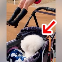 『ブランコに乗るお姉ちゃん』を初めて見た犬が…芸人顔負けの『100点満点のリアクション』に爆笑「すごい困惑してるｗ」「表情最高ｗ」と反響