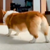 お部屋の中で『おなら』をする犬→想像以上に大きな音が鳴ってしまい…コントのような『まさかの行動』が38万再生「想定外のボリュームで草」