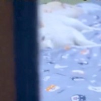 『5年間、犬と同じ布団で寝た』結果→夜になると…ドアを開けた瞬間の『尊すぎる光景』が50万再生「人間みたい」「一緒に寝たい…」と絶賛の声