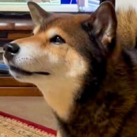 普段吠えない犬→スーパーの音楽をきかせてみたら…愛おしすぎる『まさかの行動』が14万再生「ワンじゃないの可愛すぎｗ」「今年の紅白決まり」