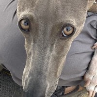 『飼い主が他の犬に甘えられている瞬間』を目撃した犬…咄嗟にとった『いじらしい行動』に4万いいね集まる「なんて尊い」「世界一可愛い独占欲」