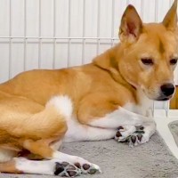 雷が怖くてブルブル震える犬→動けないでいたら、同居犬がそばにきて…泣けるほど尊い『家族愛を感じる光景』が20万再生「優しさに涙」「最高」