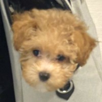 お出かけバッグから顔を出す『生後3ヶ月の赤ちゃん犬』→知らない犬とすれ違うと…想定外の行動に1万いいね集まる「残像がｗｗ」「かわいい」