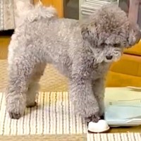 『音の鳴るおもちゃ』で遊ぶ犬→まさかの『心臓マッサージ』をする光景に1万いいね集まる「真剣なの可愛すぎる」「生き返ってー！」