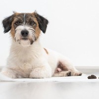 愛犬の『ウンチが散らばる』5つの原因　飼い主ができる対策やトイレ環境の整え方まで解説