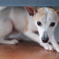 犬が病院に行くことを悟ったときの行動4つ　リラックスさせる方法や移動時の注意点を解説