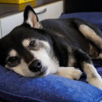 犬の『認知症』が進んだときの症状5つ　気をつけたいトラブルから対処法まで解説