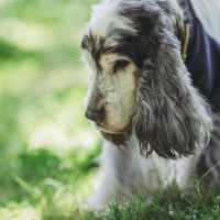 愛犬の高齢期に備えたい『介護の心構え』3つ　体調管理や生活環境の整え方などのポイント
