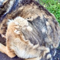 犬の『換毛期』に必須のケア3選　お手入れのコツから毛玉や皮膚トラブルの予防法まで