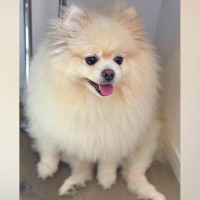 やさぐれ気味だった『モコモコな犬』→トリミングに行った結果…驚きのビフォーアフターが19万表示「進化した」「丸い、可愛い」と絶賛の声