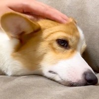 お腹をこわして元気がない犬→心配していたら…『笑顔を取り戻す瞬間』が可愛すぎると24万再生「全てが癒し」「人間がいい意味でアホになる」