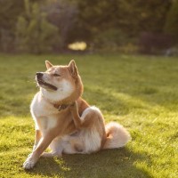 犬の天敵『マダニ』はどれくらい危ないの？刺された場合のリスクや愛犬を守るための予防策まで