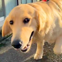 大型犬の呼吸が荒いので、心配して病院に連れて行ったら…予想もしなかった『告げられた診断結果』が67万再生「理由が可愛すぎるｗ」と反響