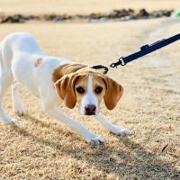 犬にとって負担となる『飼い主のタブー行為』5選　見直すべき生活習慣やストレスを与えない方法とは？