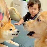 小さな女の子が犬に怒られてしまった結果→もう1匹が近づいて…まさかの『守っているかのような行動』が29万再生「愛が深い…」「感動した」